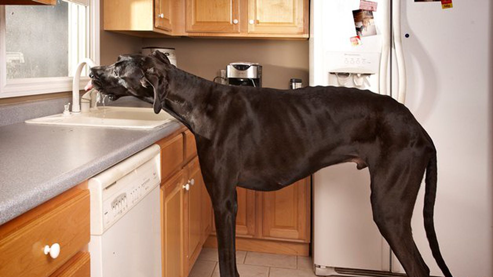 Голубой дог — самая большая собака