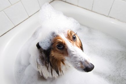 собака в ванной в пене