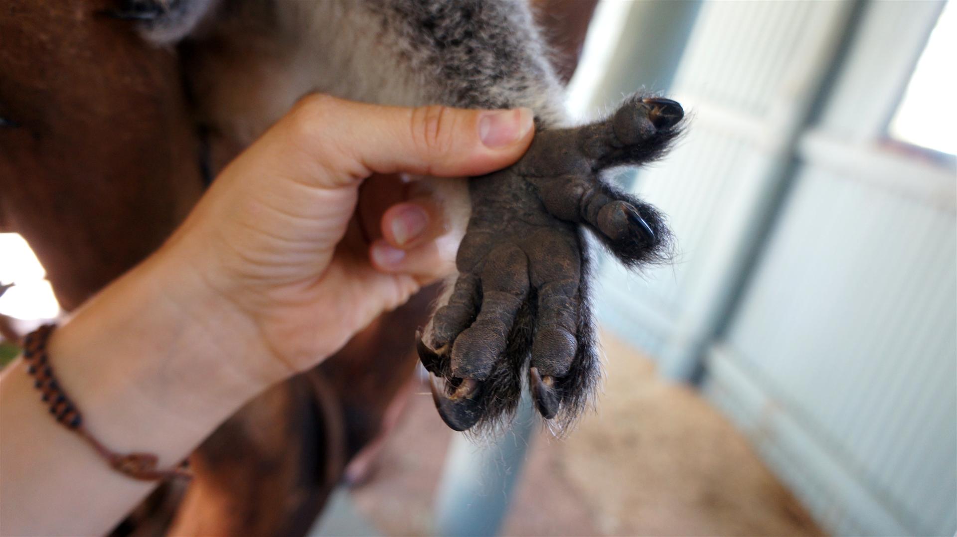 Коала рука. Лапа коалы. Когти коалы. Пальцы коалы. Лапка коалы.