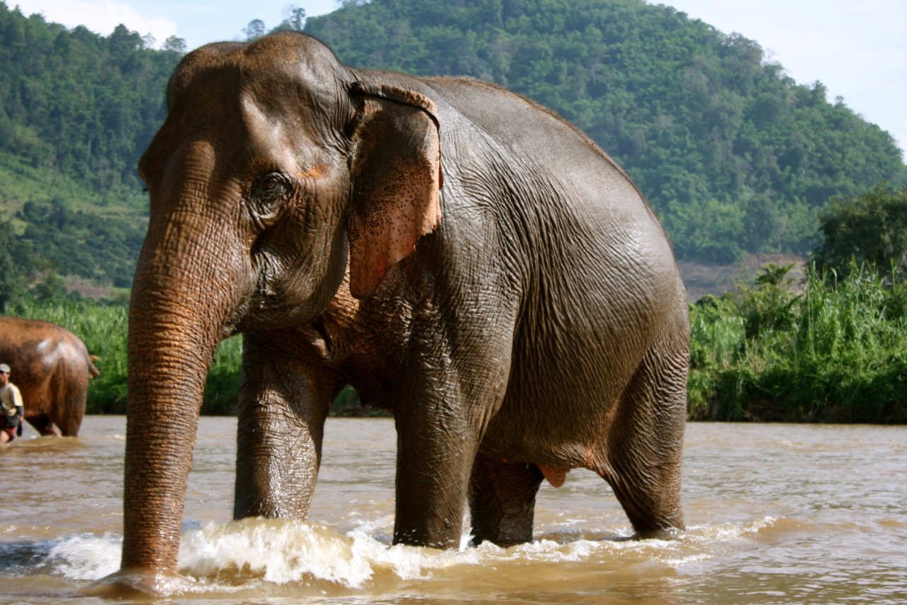Слон выходит из реки