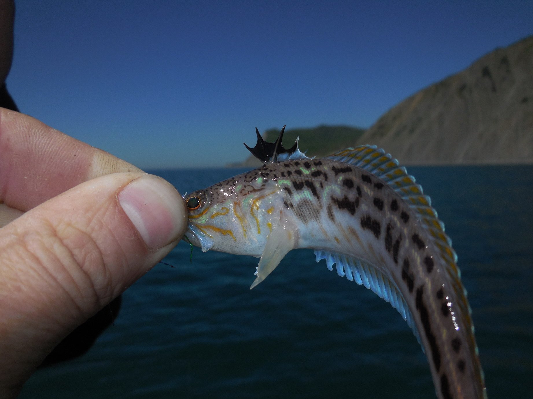 Морской дракончик в черном море