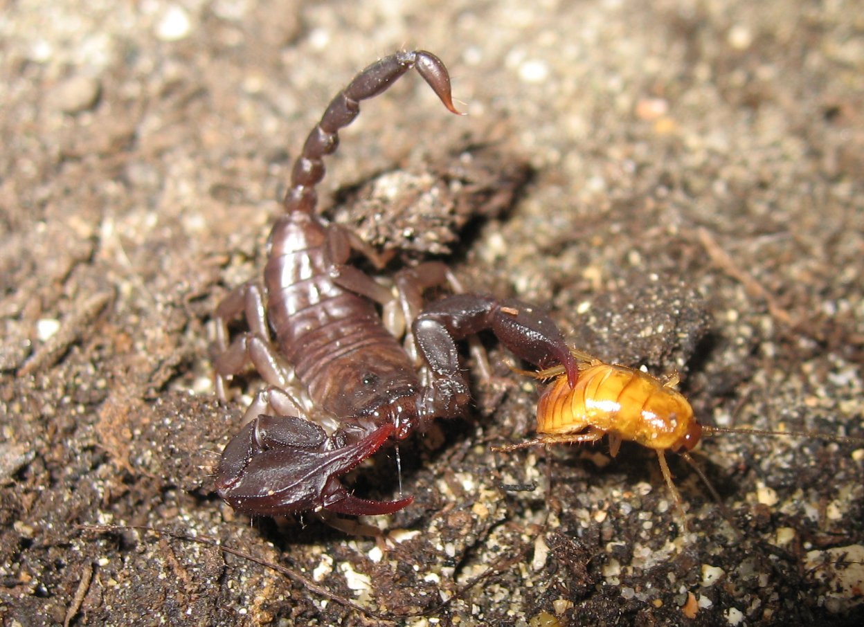 Euscorpius tauricus