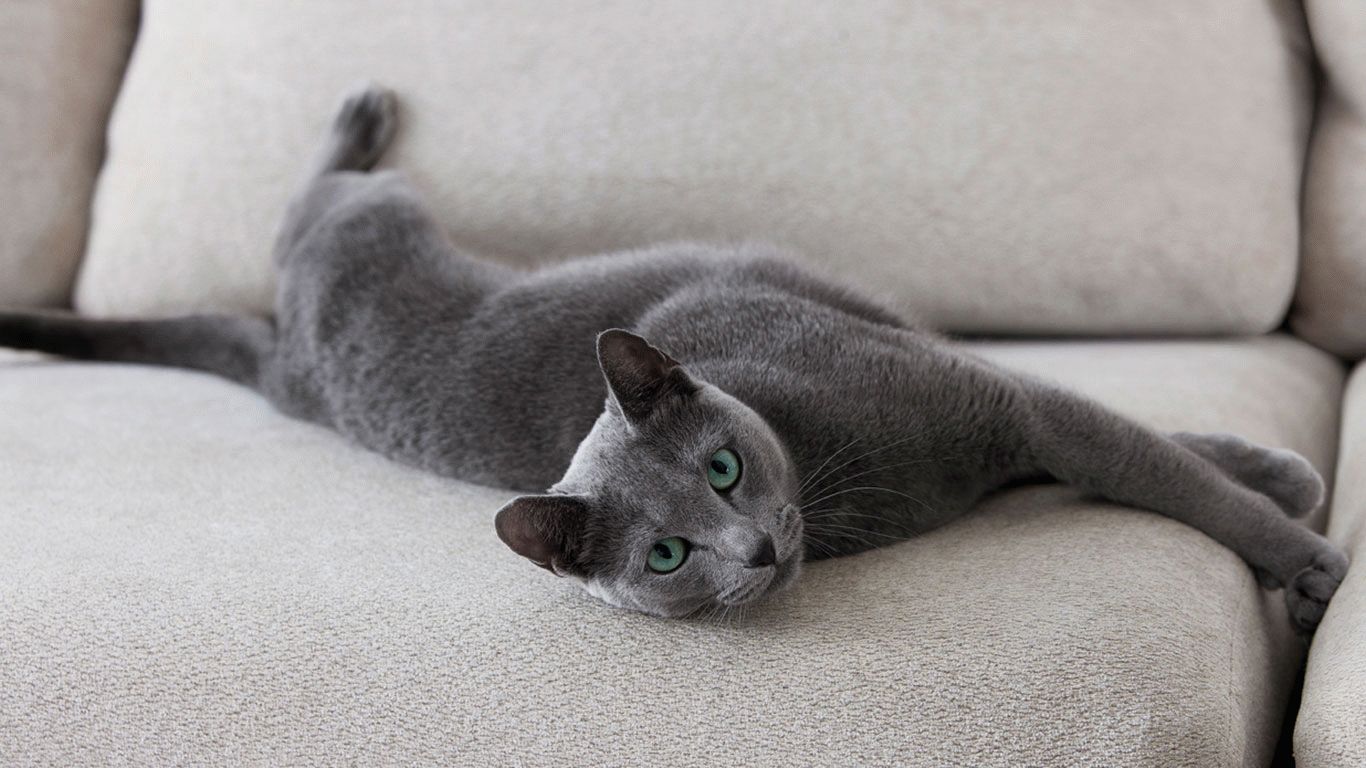 Кошечка породы русская голубая на диване