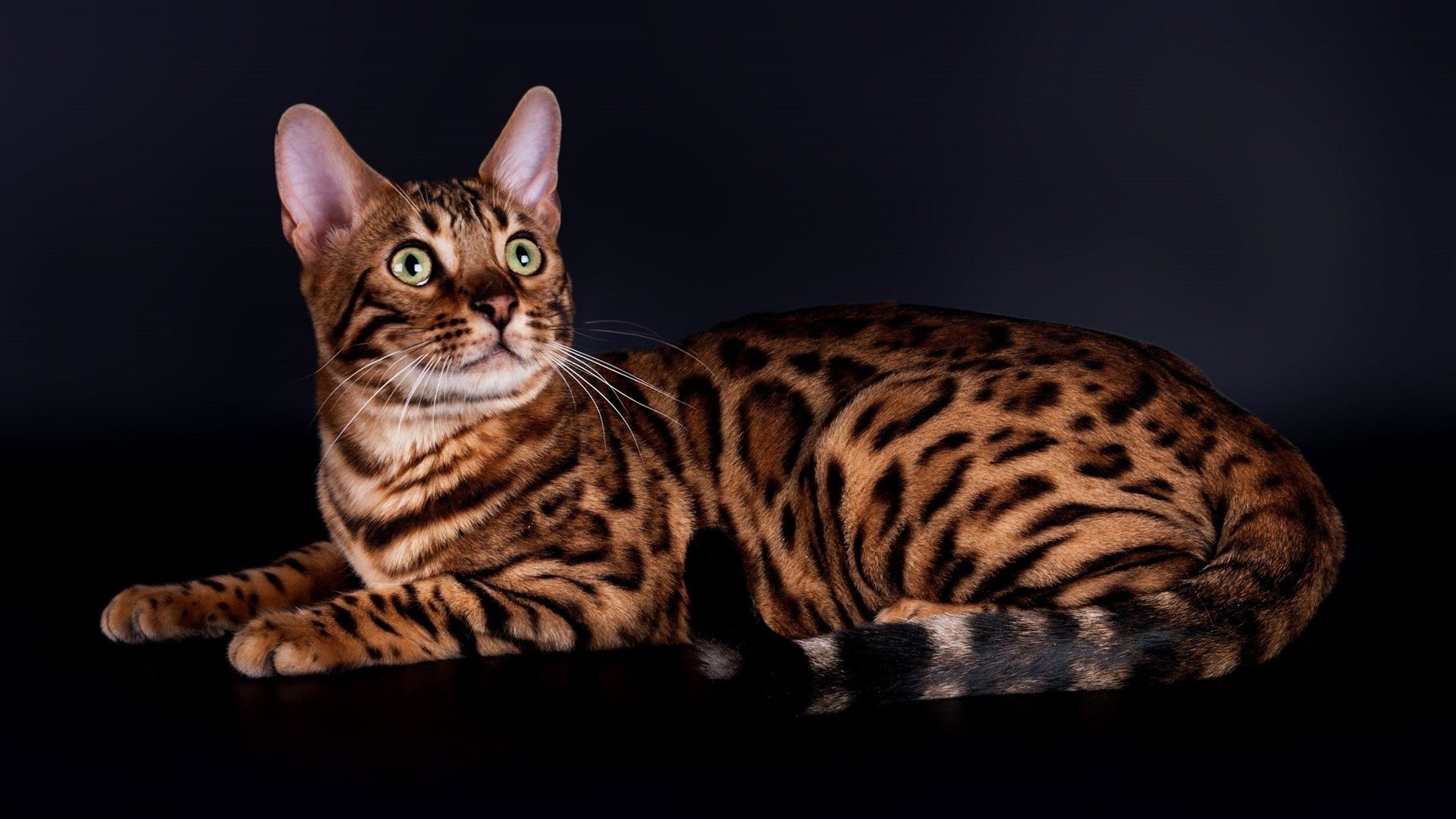 Рассмотрите фотографию кошки дикого окраса породы бенгальская. Бенгальская кошка. Бенгальская кошка (бенгал). Бингальскаяская кошка. Леопардовая кошка порода Бенгальская.