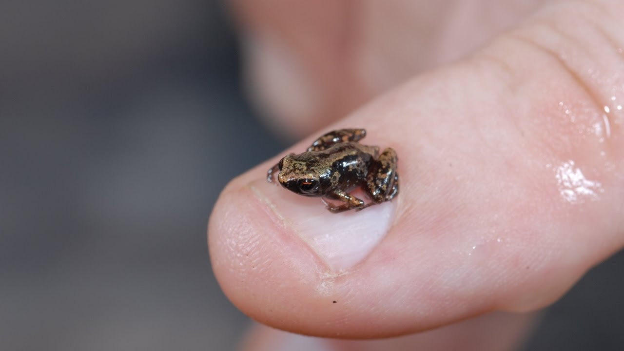 Paedophryne amauensis