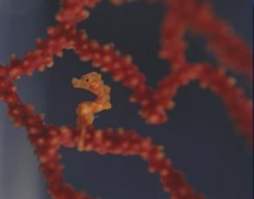 Brookesia micra в кораллах