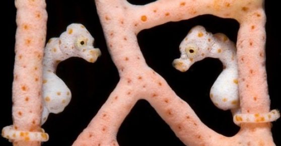 Пара морских коньков Brookesia micra
