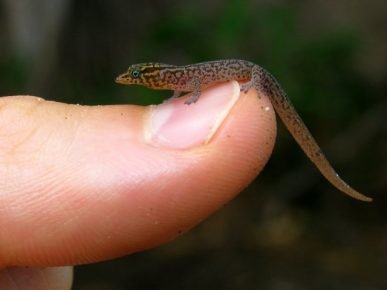 Карликовый геккон на ногте большого пальца