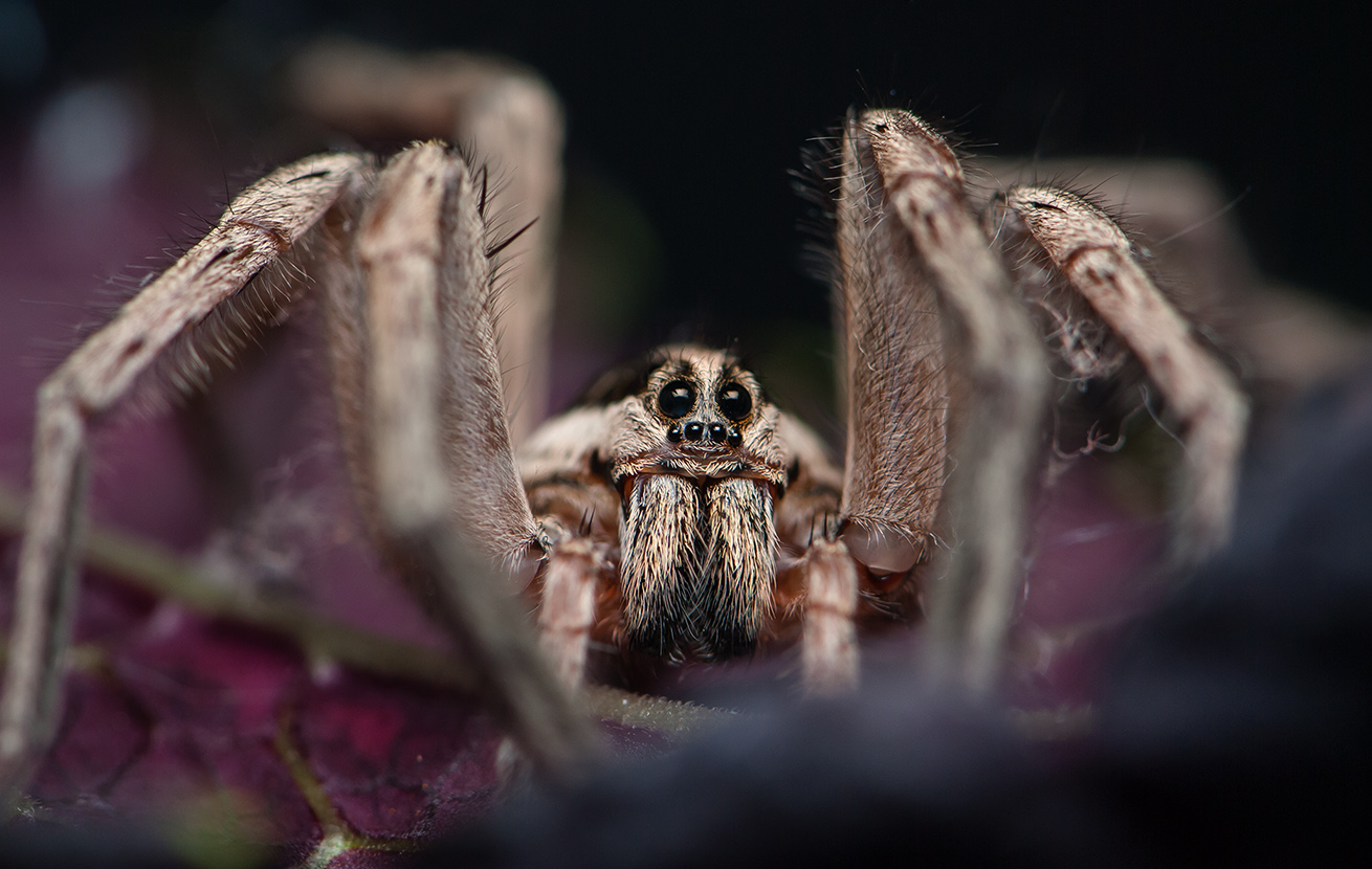Фотографии паука тарантула