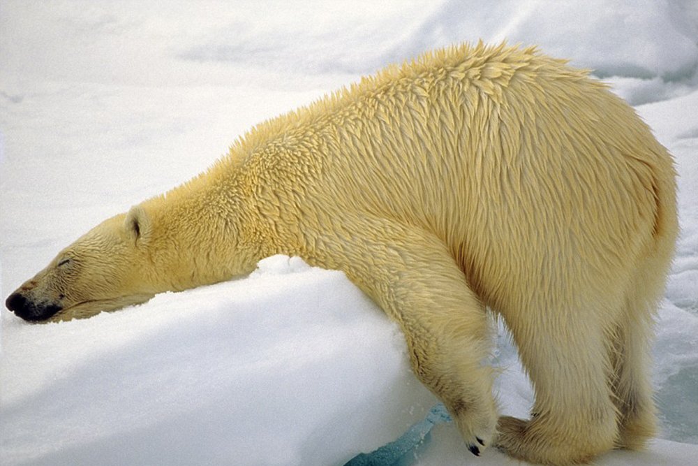 Белый медведь уснул на льдине