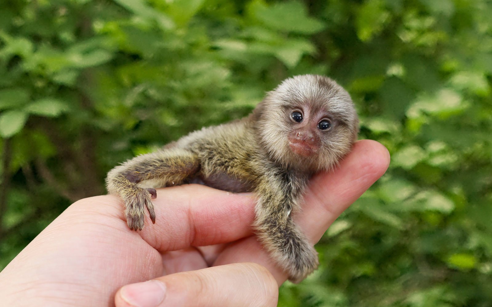 Самая маленькая обезьяна в мире фото