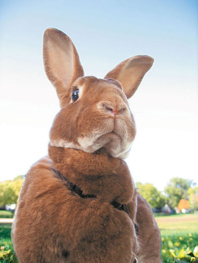 Глупый кролик. Смешные кролики. Смешной заяц. Морда кролика смешная. Удивленный заяц.