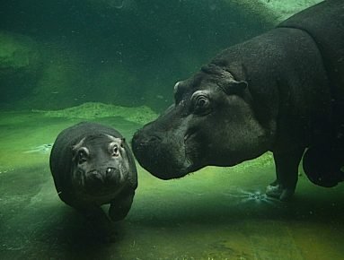 Бегемот с детёнышем под водой