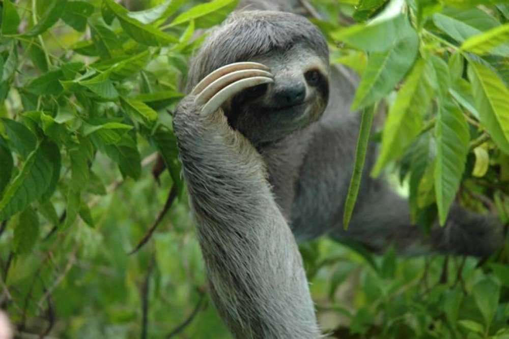 Животное ленивец фото как выглядит