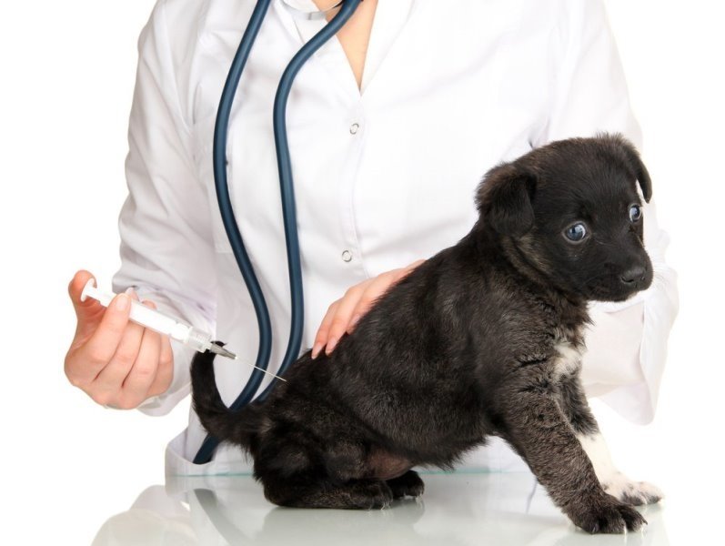 Лечение вольерного кашля у собак препараты