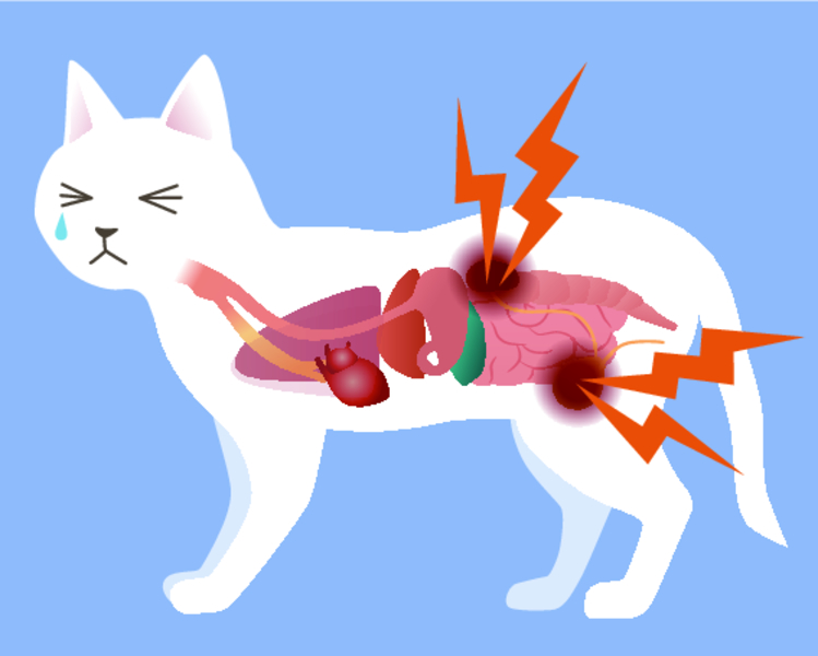 Реферат: Мочекаменная болезнь кошек
