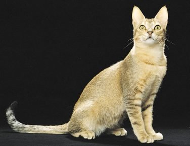 Цейлонская кошка