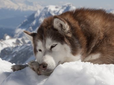 Собака спит на снегу