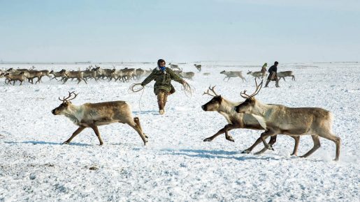 Стадо северных оленей