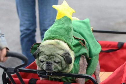Собака в костюме новогодней ёлки