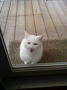 Белый кот за дверью