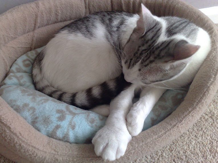 Как помочь кошкам и пчелам дружить?