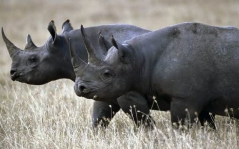 Чёрный носорог