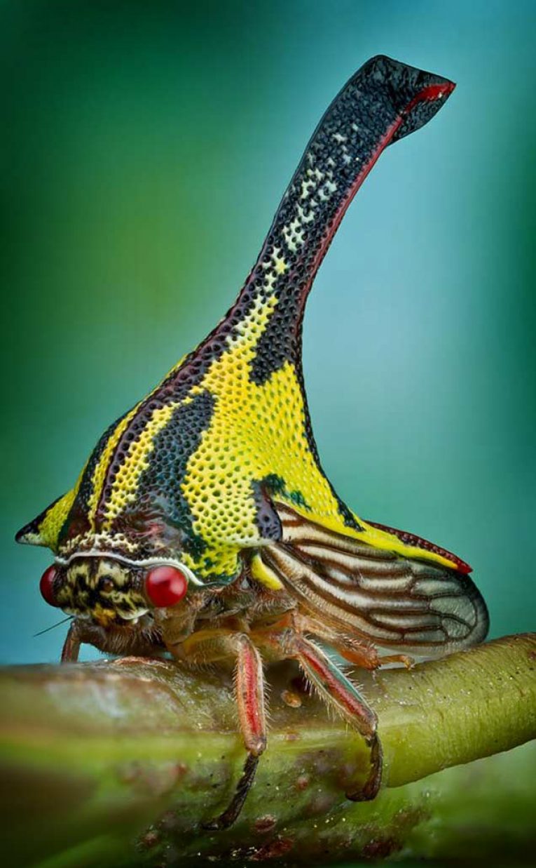 Жуки Umbonia spinosa