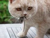 Кот с мышью в зубах