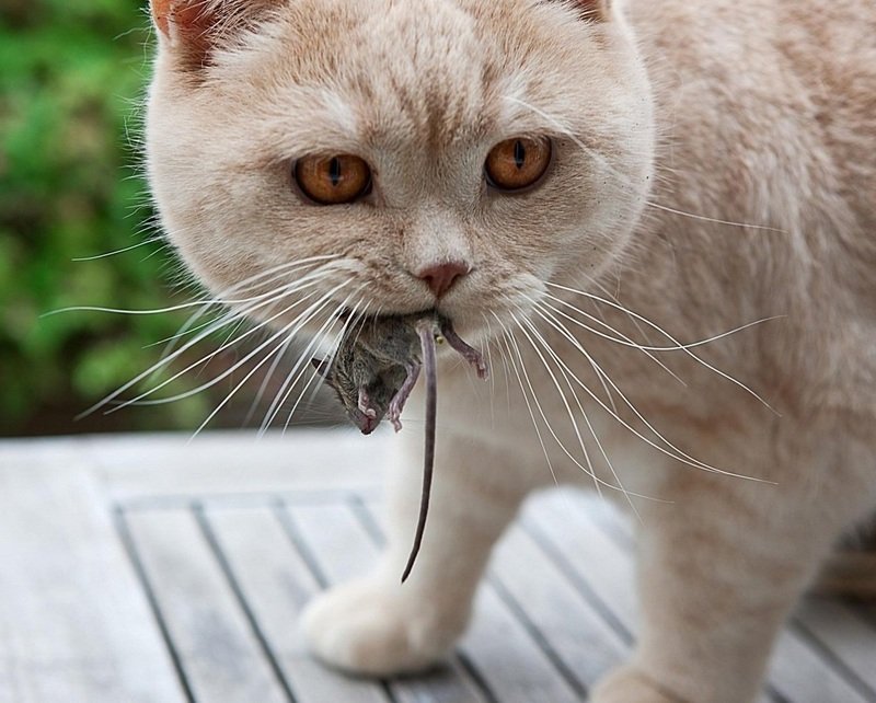Почему кот приносит мышей к порог дома