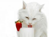 Кот пьёт молоко
