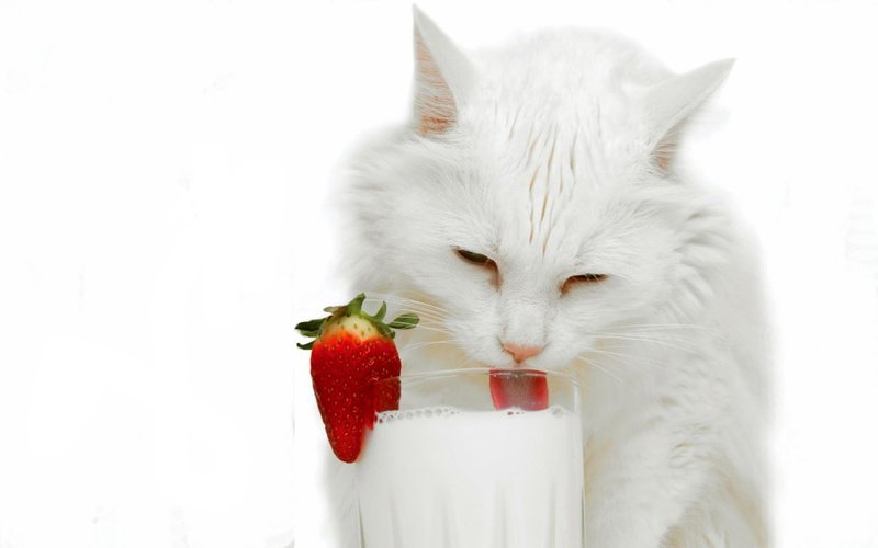 Можно ли кошкам давать молоко и молочные продукты