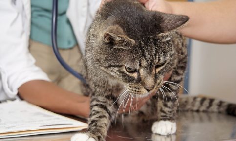 Кошка на осмотре у ветеринара