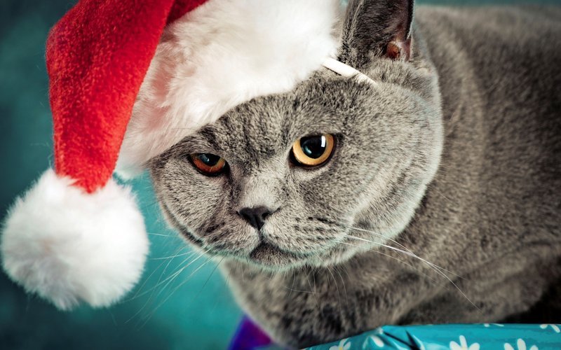 Новогодние Фото Котов Новогодние Фото Котов