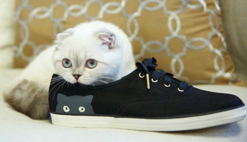 Кошка лежит на обуви