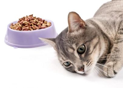 Отсутствие аппетита у кошки
