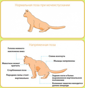 Нормальная поза при мочеиспускании и напряжённая