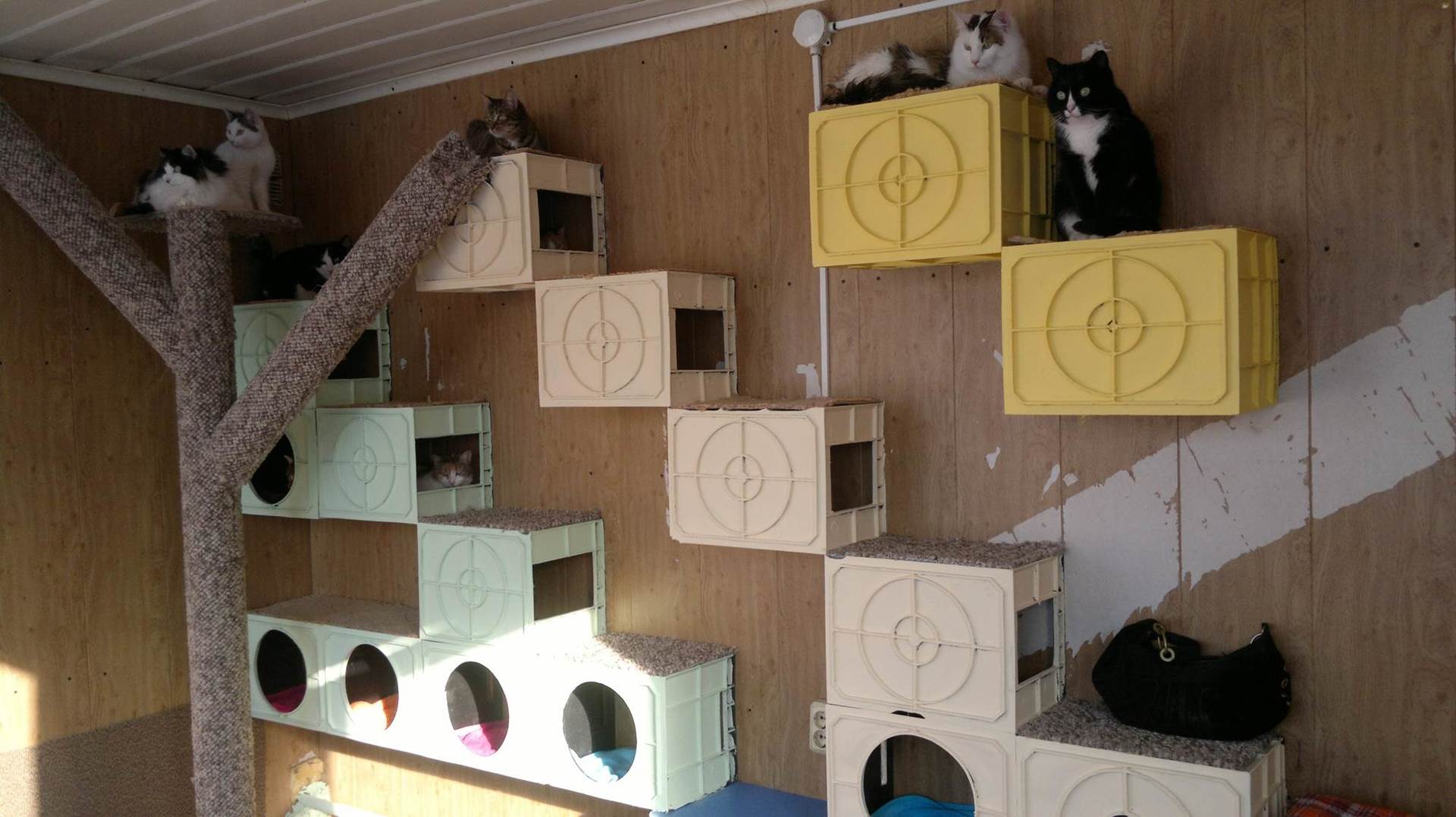 Вольер для кошки и котят — Питомник элитных кошек Grandmur