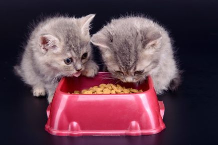 Сухой корм для кошек смачивать водой thumbnail