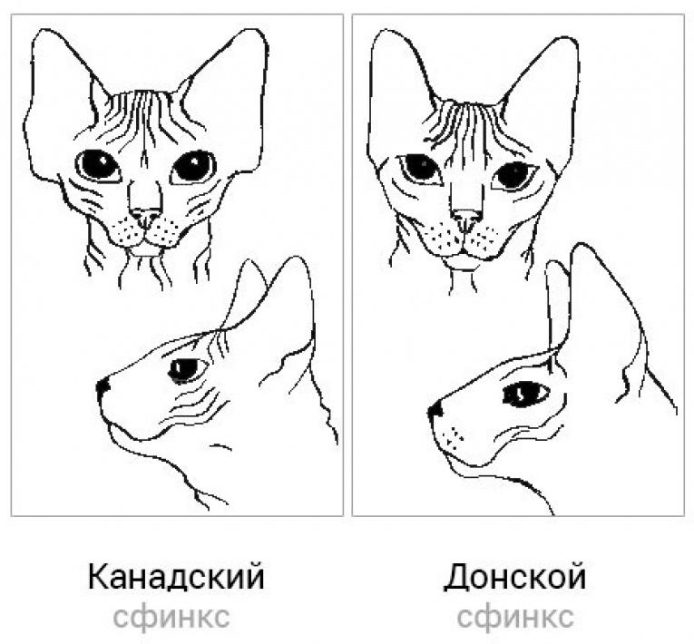 Как отличить сфинкса от бритой кошки