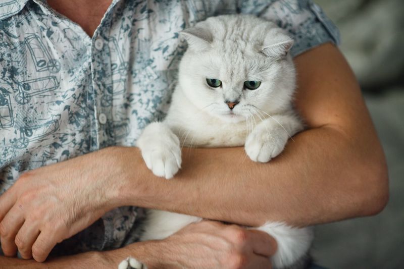 Белый окрас британской кошки: история выведения, стандарты и особенности, фото белых британцев