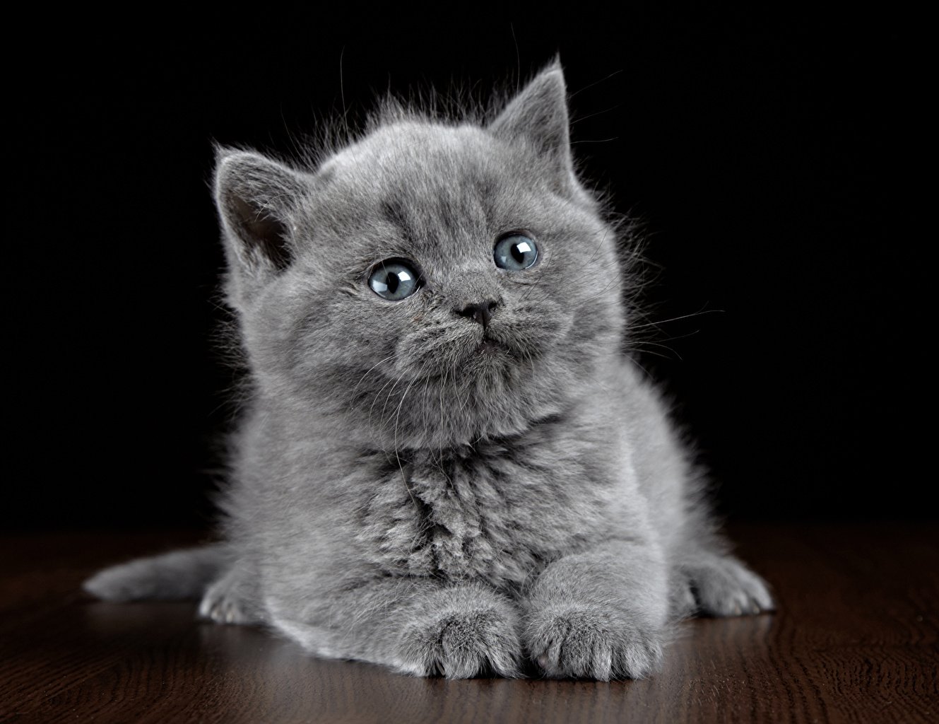 Как назвать серого котёнка мальчика или девочку: популярные, красивые и  прикольные клички