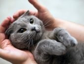 Кошка на руках