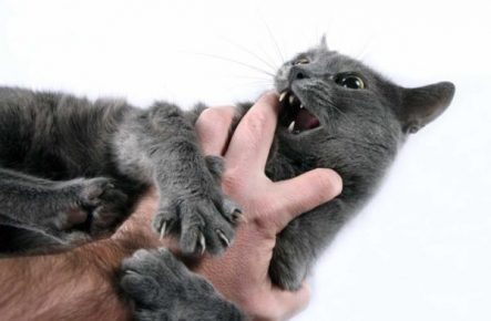 Агрессивный кот на руках
