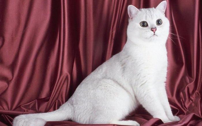 Британские Кошки Фото Характер