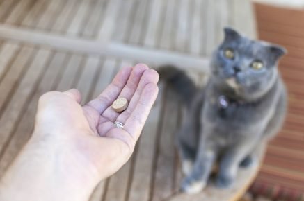 Таблетка для кошки в руке хозяина