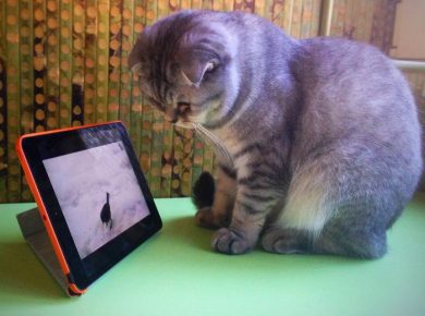 Кот с планшетом