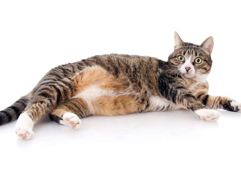 Асцит у кошек - особенности заболевания, какие могут быть последствия, лечение недуга