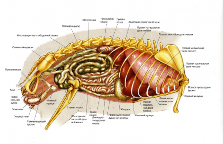 Строение брюшной полости кошки