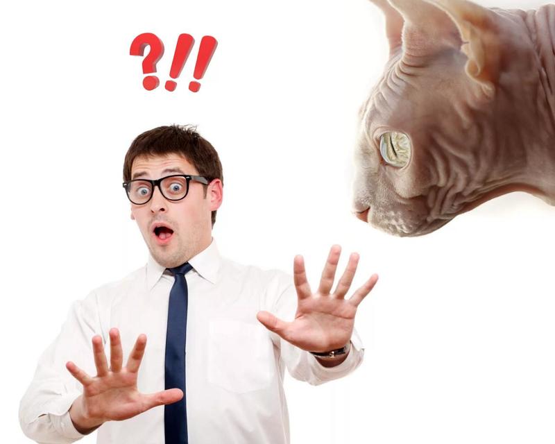 Аллергия на лысых кошек сфинкс есть или нет thumbnail